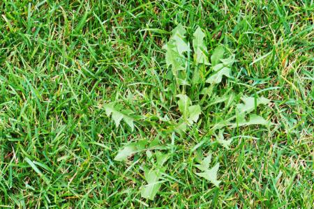 How Professional Weed Control Services Can Enhance Your Property